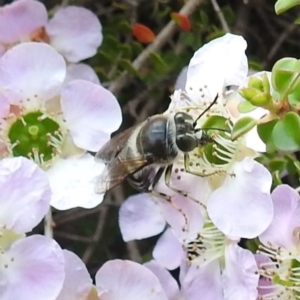 Bembix sp. (genus) at Acton, ACT - 6 Nov 2019 11:59 AM