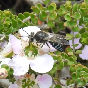 Bembix sp. (genus) at Acton, ACT - 6 Nov 2019 11:59 AM