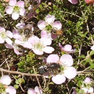 Bembix sp. (genus) at Acton, ACT - 6 Nov 2019