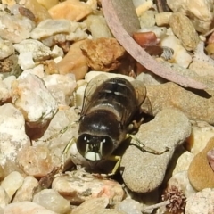 Bembix sp. (genus) at Acton, ACT - 6 Nov 2019 11:59 AM