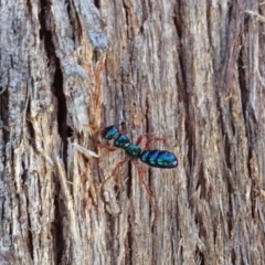 Diamma bicolor (Blue ant, Bluebottle ant) at Tennent, ACT - 6 Nov 2019 by GirtsO