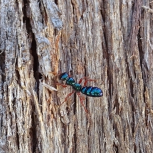 Diamma bicolor at Tennent, ACT - 6 Nov 2019