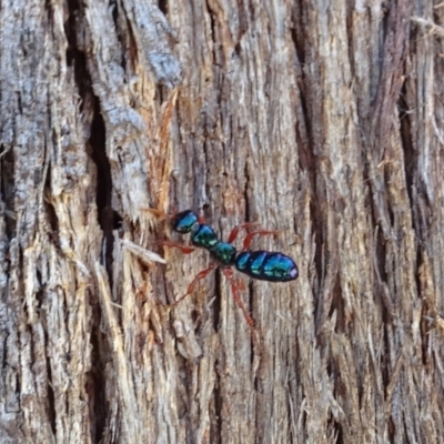 Diamma bicolor (Blue ant, Bluebottle ant) at Namadgi National Park - 6 Nov 2019 by GirtsO