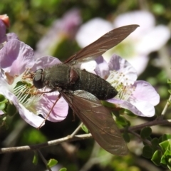 Comptosia insignis (A bee fly) at ANBG - 6 Nov 2019 by HelenCross