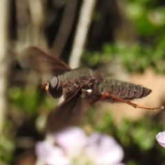 Comptosia insignis at Acton, ACT - 6 Nov 2019