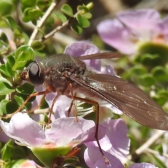 Comptosia insignis at Acton, ACT - 6 Nov 2019