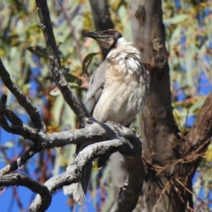 Philemon corniculatus at Paddys River, ACT - 6 Nov 2019