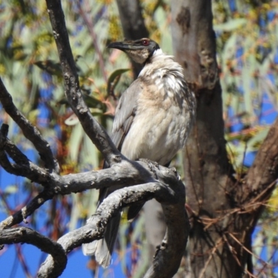Philemon corniculatus (Noisy Friarbird) at Namadgi National Park - 5 Nov 2019 by KMcCue