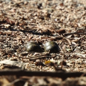 Vanellus miles at Paddys River, ACT - 6 Nov 2019 08:06 AM