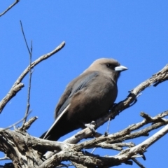 Artamus cyanopterus (Dusky Woodswallow) at Paddys River, ACT - 5 Nov 2019 by KMcCue