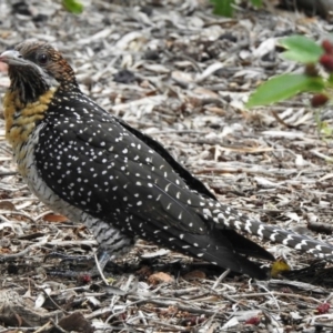 Eudynamys orientalis at Aranda, ACT - 5 Nov 2019