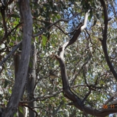 Pachycephala rufiventris at Mount Ainslie - 5 Nov 2019 by TomT