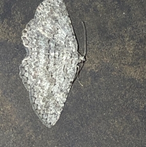 Psilosticha absorpta at Aranda, ACT - 6 Nov 2019 09:07 PM