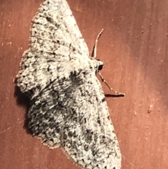 Psilosticha absorpta at Aranda, ACT - 6 Nov 2019 09:07 PM