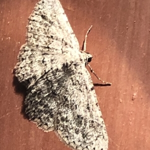 Psilosticha absorpta at Aranda, ACT - 6 Nov 2019 09:07 PM