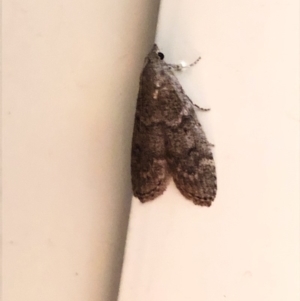 Heteromicta pachytera at Aranda, ACT - 6 Nov 2019 09:01 PM