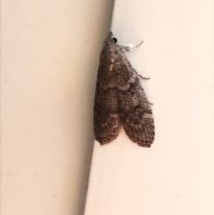Heteromicta pachytera (Galleriinae subfamily moth) at Aranda, ACT - 6 Nov 2019 by Jubeyjubes