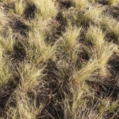 Austrostipa scabra (Corkscrew Grass, Slender Speargrass) at Hughes, ACT - 15 Nov 2019 by ruthkerruish