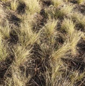 Austrostipa scabra at Hughes, ACT - 15 Nov 2019