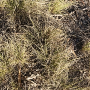 Austrostipa scabra at Hughes, ACT - 15 Nov 2019