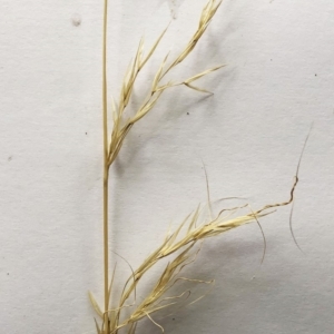 Austrostipa scabra at Hughes, ACT - 15 Nov 2019 09:07 AM