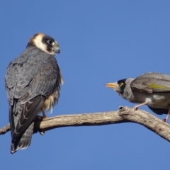 Falco longipennis (Australian Hobby) at Garran, ACT - 20 Oct 2019 by roymcd