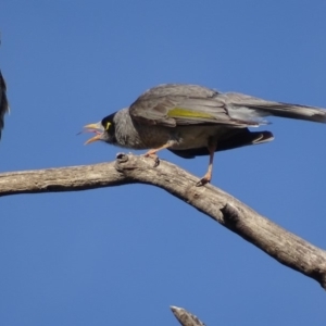 Falco longipennis at Garran, ACT - 20 Oct 2019