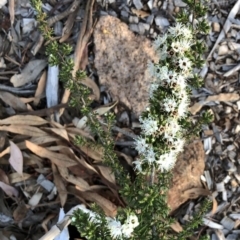 Kunzea badjaensis at Hughes Garran Woodland - 5 Nov 2019 by ruthkerruish