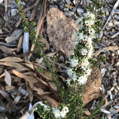 Kunzea badjaensis at Hughes Garran Woodland - 5 Nov 2019 by ruthkerruish