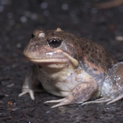 Limnodynastes dumerilii (Eastern Banjo Frog) at Paddys River, ACT - 3 Nov 2019 by danswell