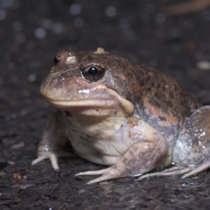 Limnodynastes dumerilii at Paddys River, ACT - 3 Nov 2019 09:13 PM