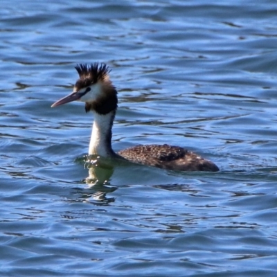 Podiceps cristatus (Great Crested Grebe) at Lake Burley Griffin West - 5 Nov 2019 by RodDeb