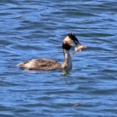 Podiceps cristatus at Molonglo Valley, ACT - 6 Nov 2019 10:29 AM