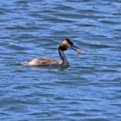 Podiceps cristatus at Molonglo Valley, ACT - 6 Nov 2019 10:29 AM