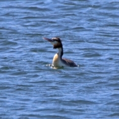 Podiceps cristatus at Molonglo Valley, ACT - 6 Nov 2019 10:29 AM