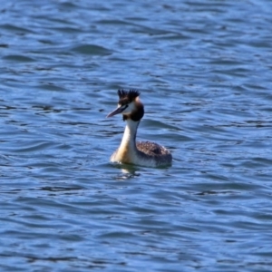 Podiceps cristatus at Molonglo Valley, ACT - 6 Nov 2019 10:29 AM