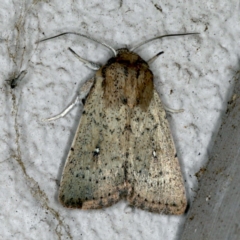 Leucania uda (A Noctuid moth) at Ainslie, ACT - 22 Oct 2019 by jbromilow50