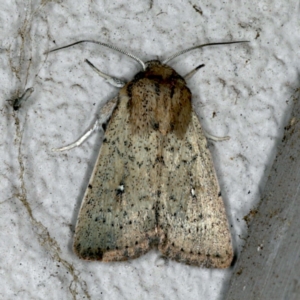 Leucania uda at Ainslie, ACT - 22 Oct 2019