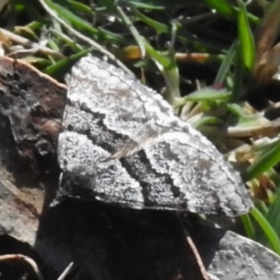 Dichromodes ainaria (A geometer or looper moth) at Tharwa, ACT - 5 Nov 2019 by JohnBundock