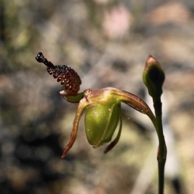 Caleana minor (Small Duck Orchid) at Black Mountain - 6 Nov 2019 by shoko