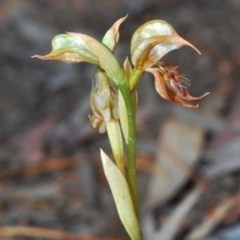 Oligochaetochilus hamatus (Southern Hooked Rustyhood) at Cotter Reserve - 5 Nov 2019 by Harrisi