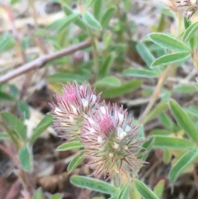 Trifolium arvense var. arvense (Haresfoot Clover) at Uriarra Recreation Reserve - 6 Nov 2019 by JaneR