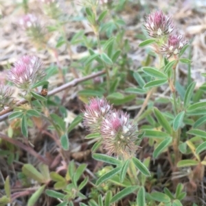 Trifolium arvense var. arvense at Coree, ACT - 6 Nov 2019