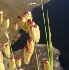 Briza maxima (Quaking Grass, Blowfly Grass) at Uriarra Recreation Reserve - 6 Nov 2019 by JaneR