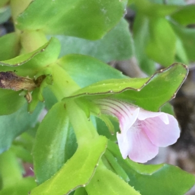 Gratiola peruviana (Australian Brooklime) at Uriarra Recreation Reserve - 6 Nov 2019 by JaneR