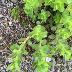 Gratiola peruviana at Stromlo, ACT - 6 Nov 2019