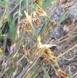 Juncus bufonius at Stromlo, ACT - 6 Nov 2019 05:36 PM