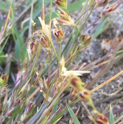 Juncus bufonius (Toad Rush) at Stromlo, ACT - 6 Nov 2019 by JaneR