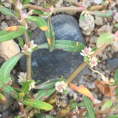 Alternanthera denticulata (Lesser Joyweed) at Uriarra Recreation Reserve - 6 Nov 2019 by JaneR