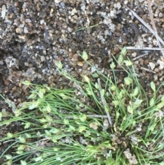 Isolepis cernua (Slender Clubrush) at Stromlo, ACT - 6 Nov 2019 by JaneR